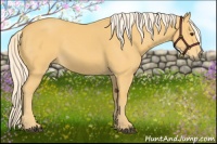 Horse Color:Palomino 