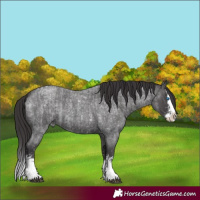 Horse Color:Smoky Blue Roan Sabino Splash and Smoky Blue Roan Sabino Splash