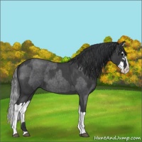 Horse Color:Blue Roan Sabino Splash  and Blue Roan Sabino Splash 