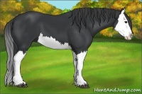 Horse Color:Black Splash