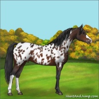 Horse Color:Brown Appaloosa
