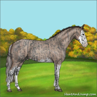 Horse Color:Blue Roan Sabino Splash  and Classic Champagne Roan Sabino Splash 