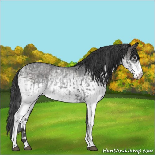 Horse Color:White Spotted Blue Roan Rabicano  and White Spotted Blue Roan Rabicano 