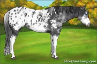 Horse Color:White Spotted Blue Roan Splash Frame Appaloosa 
