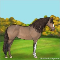 Horse Color:Bay Dun Varnish 