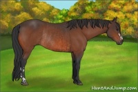 Horse Color:Brown Rabicano  and Brown Rabicano 