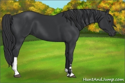 Horse Color:Black  and Black 