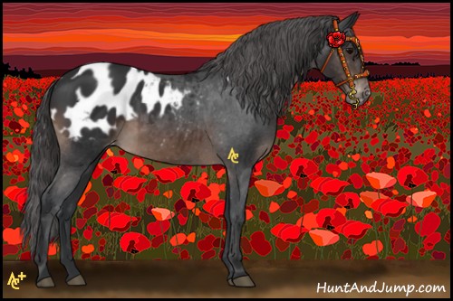 Horse Color:Brown Appaloosa 