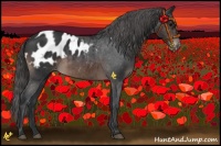 Horse Color:Brown Appaloosa 