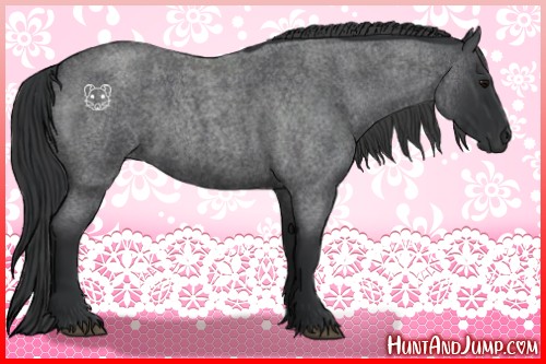 Horse Color:Blue Roan 