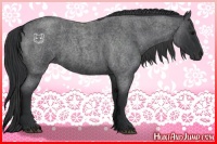 Horse Color:Blue Roan 