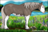 Horse Color:Silver Black Splash