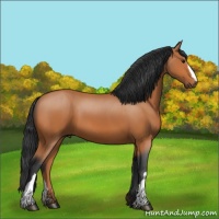Horse Color:Bay 
