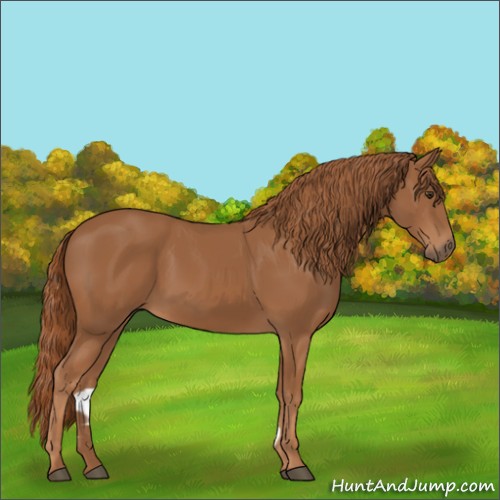 Horse Color:Chestnut 
