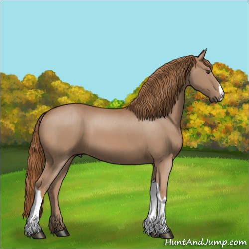 Horse Color:Chestnut 