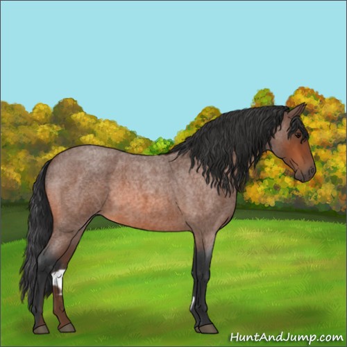 Horse Color:Bay Roan 