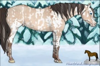 Horse Color:White Spotted Gold Champagne Pearl Dun Splash  and White Spotted Sable Champagne Dun Splash 