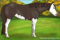 Horse Color:Liver Chestnut Splash 