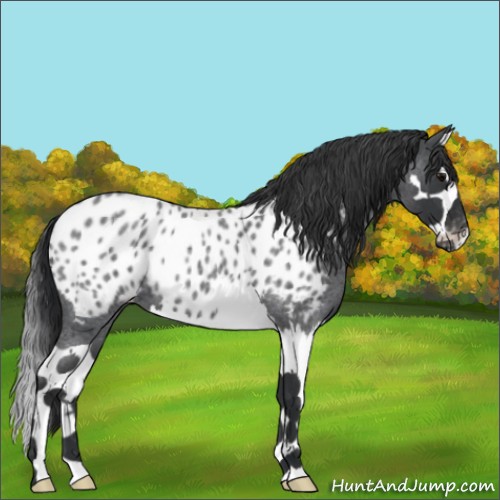 Horse Color:Blue Roan Splash Appaloosa 