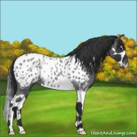 Horse Color:Blue Roan Splash Appaloosa 