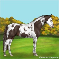 Horse Color:Liver Chestnut Splash Tobiano 