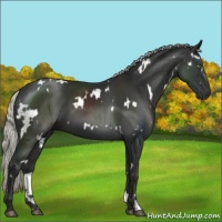 Horse Color:White Spotted Liver Chestnut Mushroom 