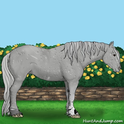 Horse Color:ERROR: UNKNOWN ANOMALY