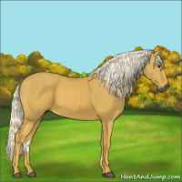 Horse Color:Gray Palomino