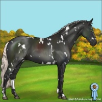 Horse Color:White Spotted Liver Chestnut Mushroom