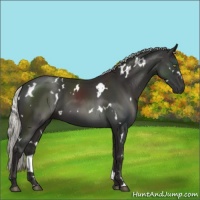 Horse Color:White Spotted Liver Chestnut Mushroom 