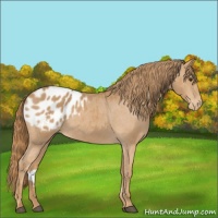 Horse Color:Chestnut Appaloosa