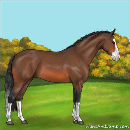 Horse Color:Bay Sabino Splash 