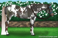 Horse Color:White Spotted Liver Chestnut 