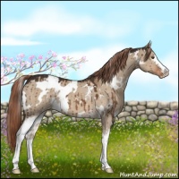 Horse Color:White Spotted Liver Red Dun Appaloosa 