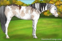 Horse Color:White Spotted Brown Dun Splash 