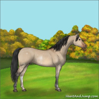 Horse Color:Bay Dun