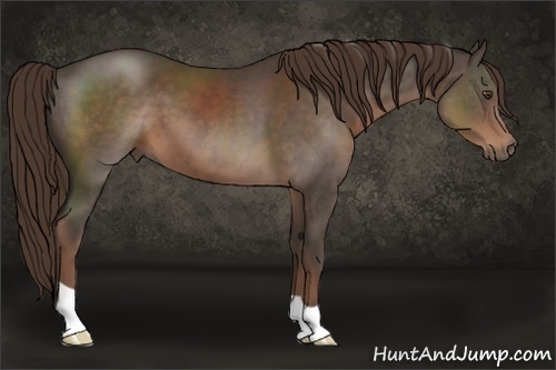 Horse Color:Liver Chestnut 