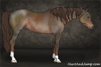 Horse Color:Liver Chestnut 