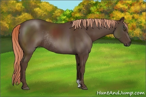 Horse Color:Liver Chestnut Sabino Rabicano 
