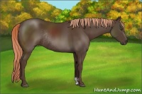 Horse Color:Liver Chestnut Sabino Rabicano 