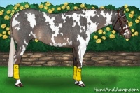 Horse Color:White Spotted Liver Red Roan
