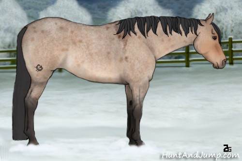 Horse Color:Brown Roan Dun 