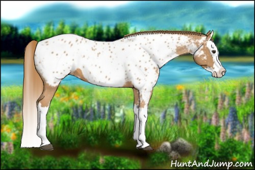 Horse Color:Chestnut Splash Near Leopard 