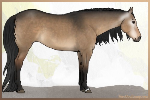 Horse Color:Gray Brown Dun 