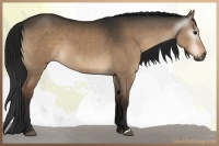 Horse Color:Gray Brown Dun