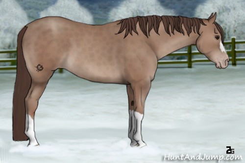 Horse Color:Classic Champagne 