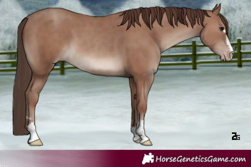 Horse Color:Classic Champagne 