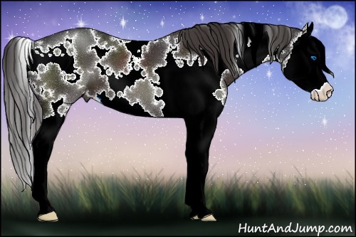 Horse Color:White Spotted Smoky Black Splash