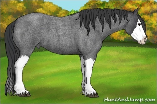 Horse Color:Blue Roan Splash 