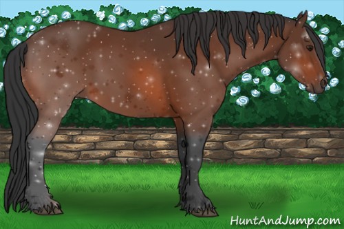 Horse Color:Brown 